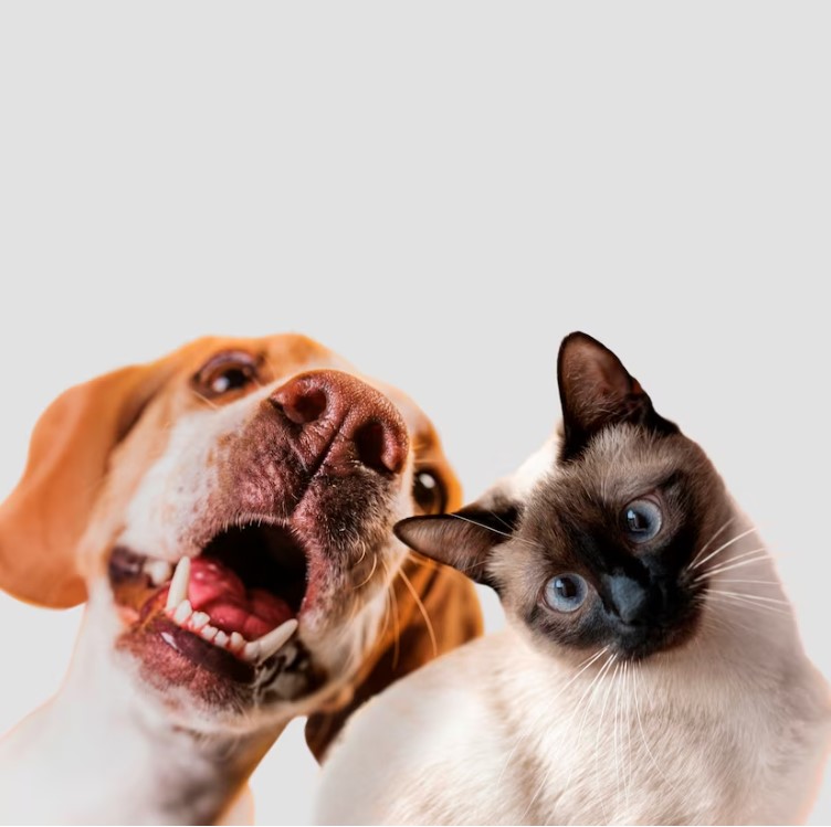 ANIMALS logo